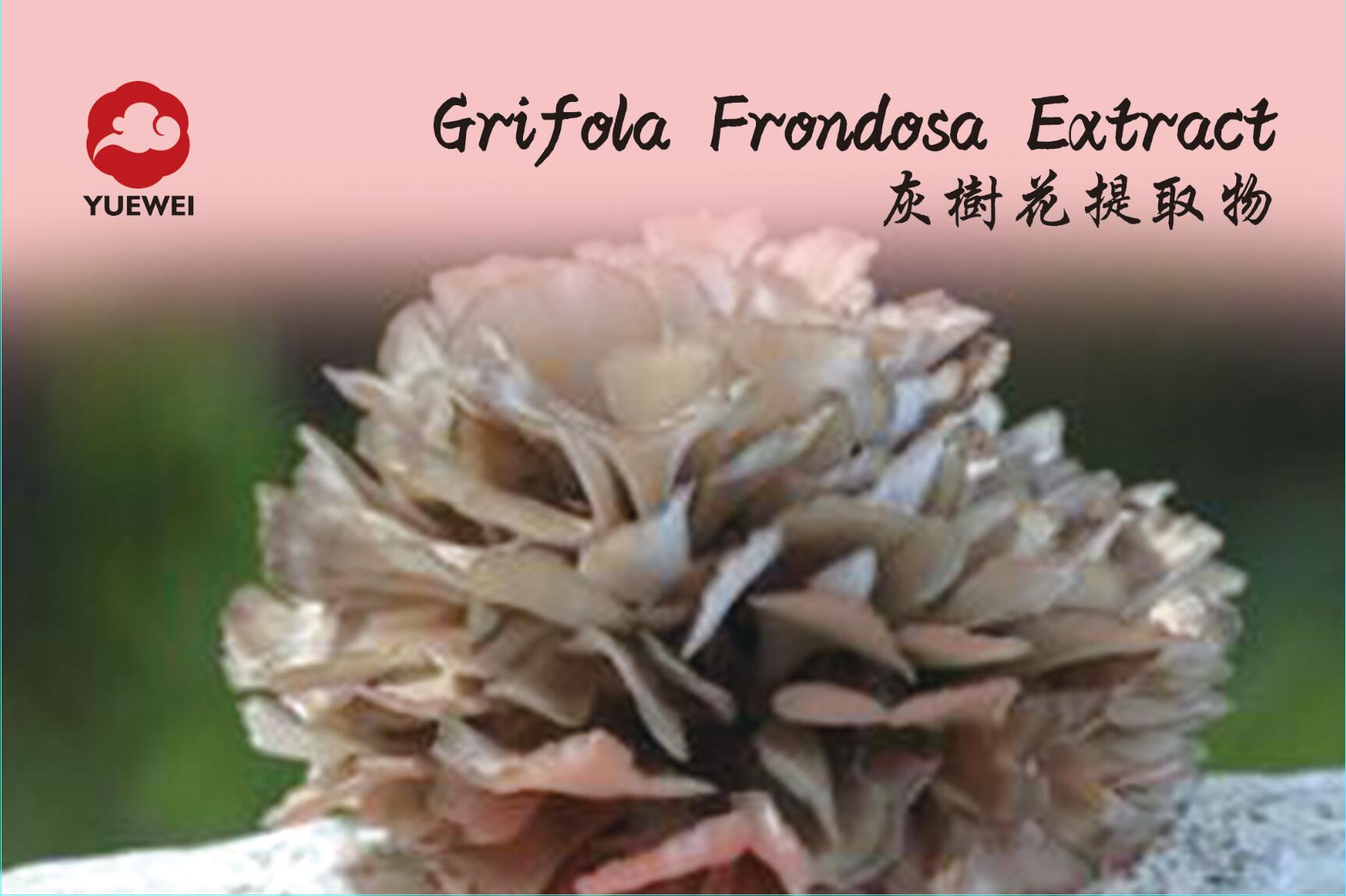 GRIFOLA FRONDOSA
