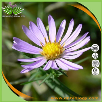 Tatarian Aster Root Extract_Pharmasources.com