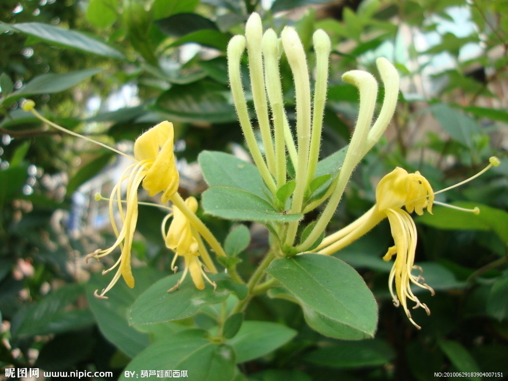 HoneySuckle Flowers Extract